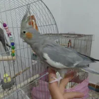 عروس هلندی|پرنده|اصفهان, عمان سامانی|دیوار