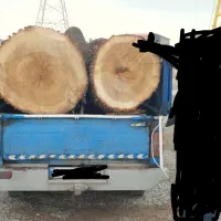 چوب ودرخت خریدوفروش چوب.درخت وهرس کاری