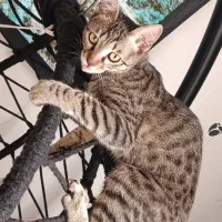 واگذاری گربه