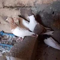 4تا کفتر فروشی|پرنده|شیروان (خراسان), |دیوار