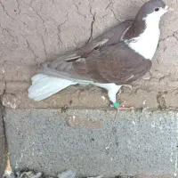 کبوتر|پرنده|خوسف, |دیوار