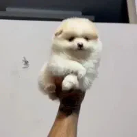 پامر خرسی فول کیفیت|سگ|رشت, دیانتی|دیوار