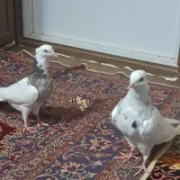 طوقی