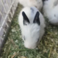 بچه خرگوش یکماهه غذاخور