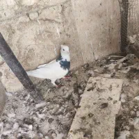 کبوتر|پرنده|قم, مسجد امام حسن|دیوار