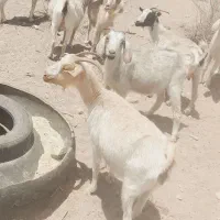 بز فروشی|حیوانات مزرعه|بافت, |دیوار