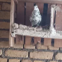 کفتر|لوازم جانبی حیوانات|بیستون, |دیوار