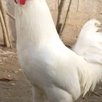 خروس سلطان