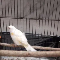 قناری ماده