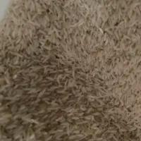 برنج دودی هاشمی