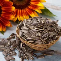 پخش و فروش تخمه درجه یک
