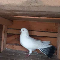 کبوتر