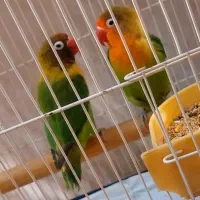 یک جفت کوتوله برزیلی بامزه بازیگوش