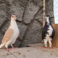 کبوترخوشرنگ