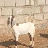 ۵عدد بزغاله  دوتا نر سه تا ماده
