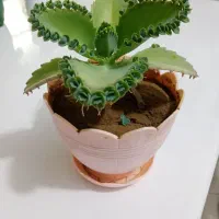 گل طبیعی اشک تمساح