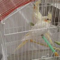 عروس هلندی لوتینو|پرنده|گلپایگان, |دیوار