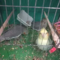 ۳ عدد عروس هلندی|پرنده|لشت نشا, |دیوار