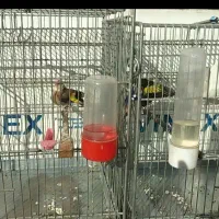 سهره نروماده جفتی آماده آماده کارداده ،قناری ماده