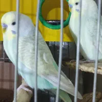 پرنده مرغ عشق رینبو|پرنده|اصفهان, آبشار|دیوار