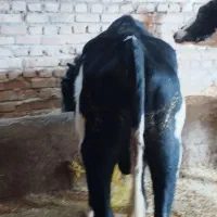 گاویاگوساله نر|حیوانات مزرعه|هریس, |دیوار