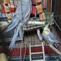 یه جفت عروس هلندی