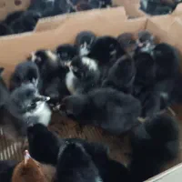 اردک پکنی و جوجه گلپایگانی یک روزه|حیوانات مزرعه|رودبار, |دیوار