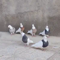 کبوتر طوقی|پرنده|کبودرآهنگ, |دیوار