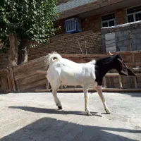 بز پاکستانی|حیوانات مزرعه|اصفهان, سرشبادران|دیوار