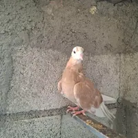 کبوتر