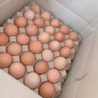 تخم مرغ محلی|خوردنی و آشامیدنی|کرمان, |دیوار