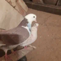 کبوتر پرشی|پرنده|ماکو, |دیوار