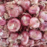 فروش عمده پیاز برغون سپیدان