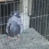 معاوضه با ماده پلاکی یا پلاس|پرنده|قم, وادی السلام|دیوار