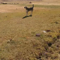 8میلیون|سگ|بستان آباد, |دیوار