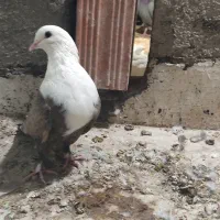 کبوترفروشی