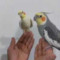عروس هلندی رام و سخن گو