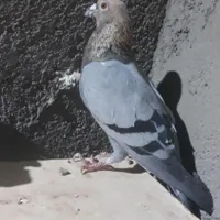 کبوتر..پرنده