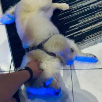 سگ چاو چاو|سگ|مشهد, نیروی هوایی|دیوار