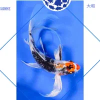 ماهی کوی باله بلند