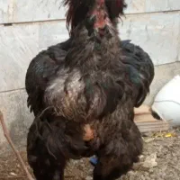 خروس لاری هندی اصیل