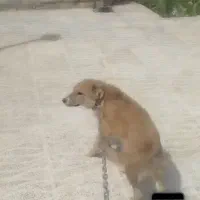 واگذاری سگ نر ۸ماهه