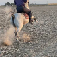 فروش انواع خوراک دام قیمت عمده فروش