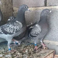 کبوتر جوجه پلاکی|پرنده|همدان, |دیوار