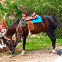 اسب کورد شش ساله..|اسب و تجهیزات اسب‌سواری|سنندج, |دیوار