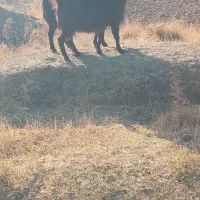 گوسفند بز|حیوانات مزرعه|هریس, |دیوار