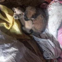 پاکوتاه|سگ|قوچان, |دیوار