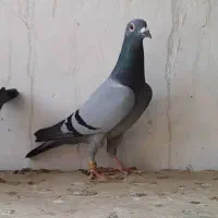 پلاکی نمونه|پرنده|برازجان, |دیوار