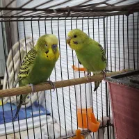 مرغ عشق فروشی|پرنده|اندیشه, شهرک صدف|دیوار