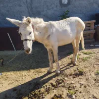 الاغ نر گله ای مخصوص گله وبارکشیدن